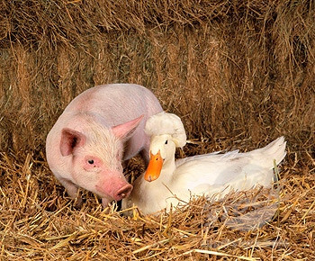 Prieteni la catarama! Doi purcei si un ratoi - o "familie" de nedespartit