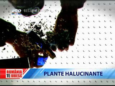 Romania, te iubesc!: Plante halucinogene vandute legal in Romania
