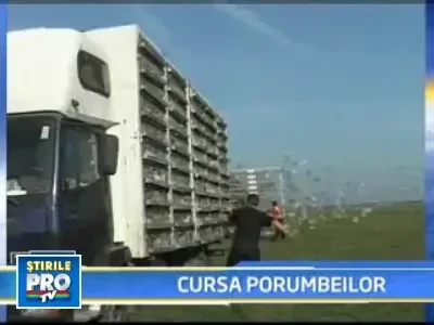 20.000 de porumbei voiajori s-au intrecut din Arad pana in Prahova!