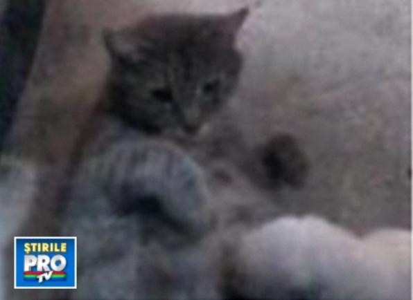 Dragoste de mama! O pisica a adoptat cinci catelusi. Vezi VIDEO