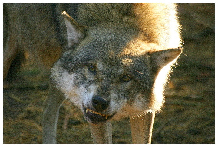 Omul care s-a luptat cu lupii. In Hunedoara un localnic si-a aparat caii cu pretul vietii