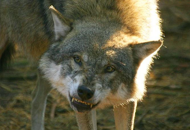 Trei bistriteni au fost muscati de un lup turbat!