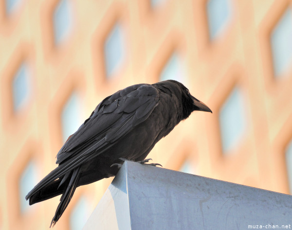 Corbii din Berlin, pericol public pentru cetateni!