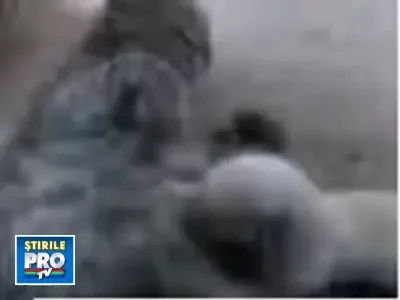 Dragoste de mama! O pisica a adoptat cinci catelusi. Vezi VIDEO