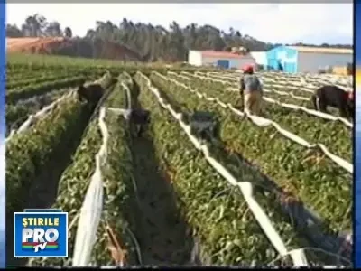 Strainii nu mai investesc in Romania! Criza e de vina!