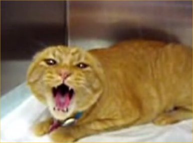 O pisica turbata a muscat sase oameni!