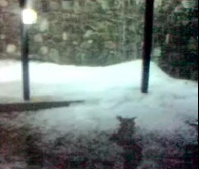 Primavara de gheata la Busteni!