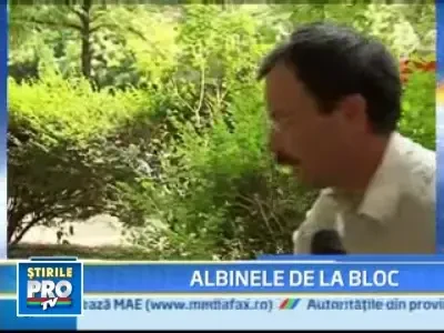 Un roi de albine a bagat in sperieti locatarii unui bloc din Timisoara