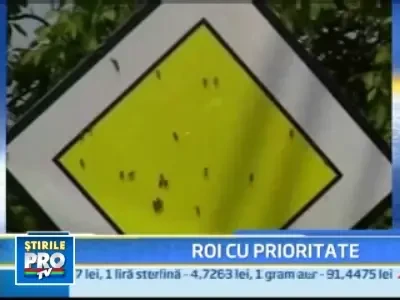 Un roi de albine a confundat un semn de circulatie cu un fagure!