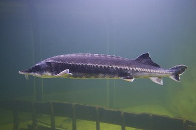 Norvegienii ne ajuta sa repopulam cu moruni Dunarea si Marea Neagra