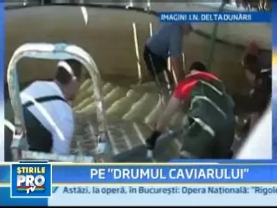 Alex, un morun roman, este noul colaborator al cercetatorilor europeni!