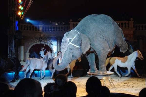 Aproape de o tragedie! Era sa fie strivita de un elefant!