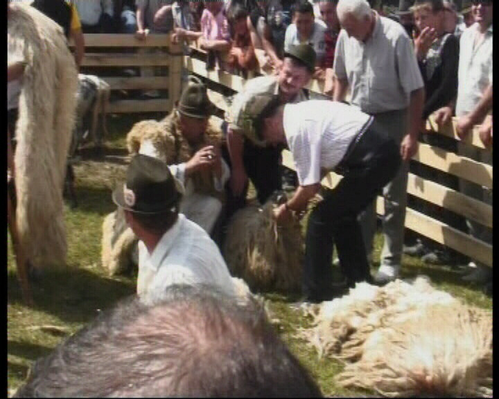 Uite cum tunde Traian Basescu oaia!