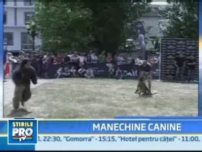 Nu e usor sa fii cel mai cel! Au simtit-o pe blana lor 650 de caini