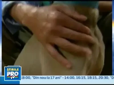 Impuscat in cap, un caine a supravietuit trei saptamani fara hrana si apa!