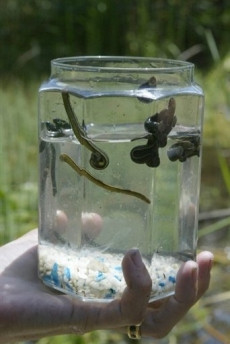 A stat cu o lipitoare in nas vreme de cinci ani!