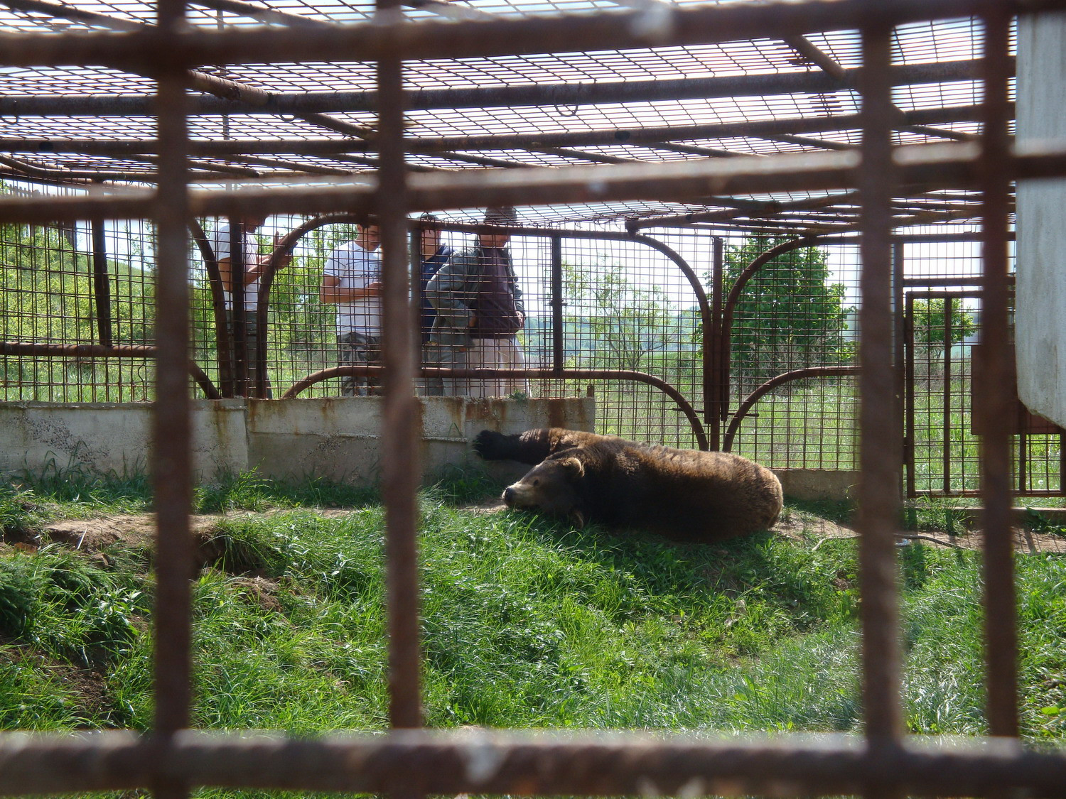 Urs tinut captiv in spatele unei benzinarii din Alba!