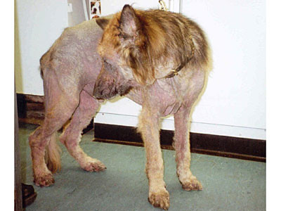 Cruzimea fata de animale ar putea fi pedepsita cu 10 ani de inchisoare