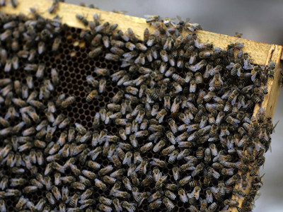 Doi copii din judetul Bacau, la un pas de moarte din cauza unor albine