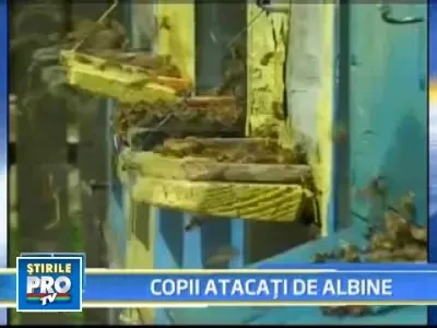 Doi copii din judetul Bacau, la un pas de moarte din cauza unor albine