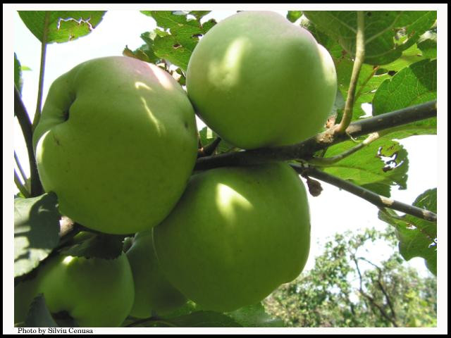 Povestea "taranului cu idei". Cum a ajuns sa faca un neamt bani dintr-o livada cu mere