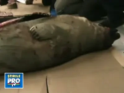 O guvernatoare a mancat inima unei foci! Simpatiza cu vanatorii din Arctic!