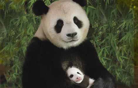 Casting chinezesc. Ursi Panda, pe post de cadou diplomatic
