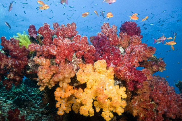 Incalzirea globala ameninta sa distruga Marea Bariera de Corali!