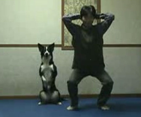 Cainele, cel mai bun partener pentru fitness al omului!