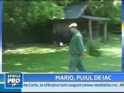 Noua atractie la Gradina Zoologica din Ploiesti: un pui de iac!