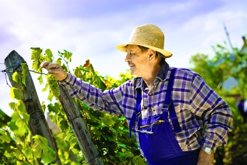 Strainii dau milioane de euro pe produsele bio romanesti de care noi nu ne atingem