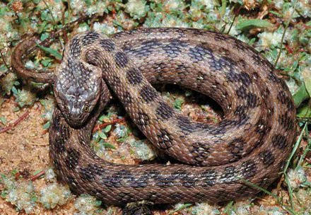 Pasiune aproape fatala! Muscat de una din viperele pe care le creste