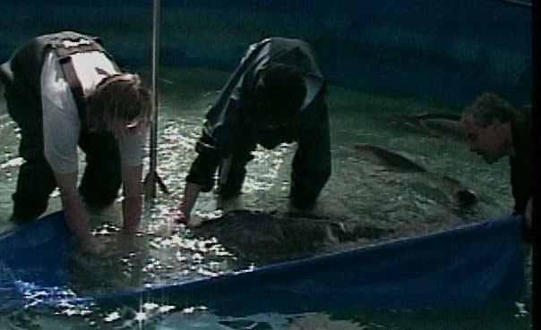 Populeaza Dunarea cu sute de mii de pui de sturion in fiecare an!