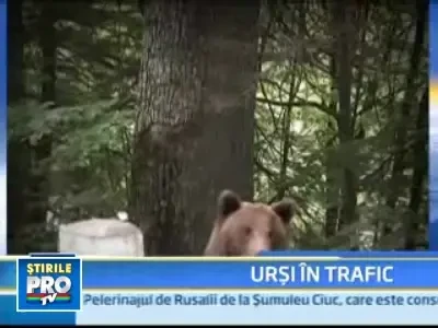 Ursii gunoieri s-au reprofilat: acum cauta de mancare in portbagaje!