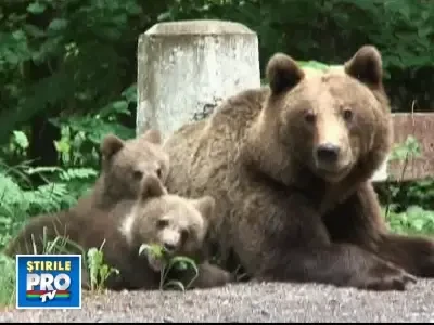 Ursii gunoieri s-au reprofilat: acum cauta de mancare in portbagaje!