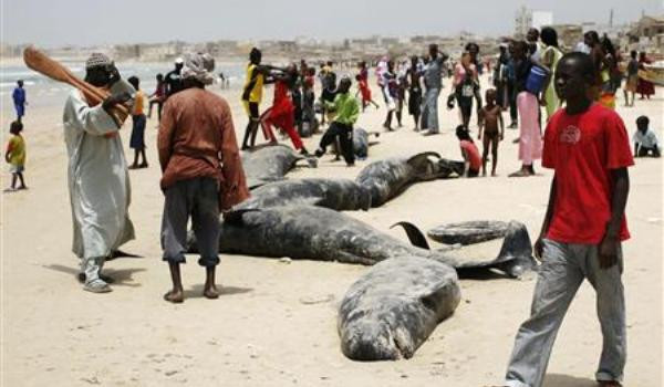 50 de balene esuate pe o plaja din Africa de Sud! Doar 20 au fost salvate!