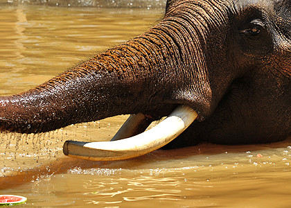 Ghinion de elefant: a avut pofta de ceai, dar a nimerit intr-un sant!