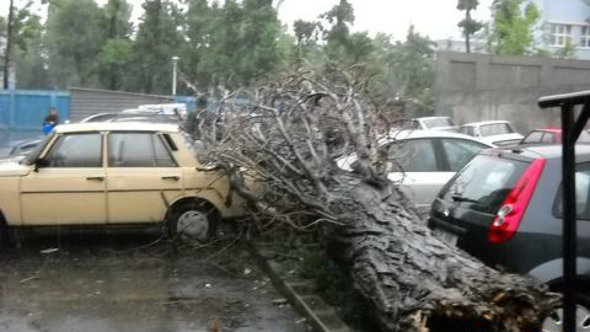 Apa trece, copacii inca mai cad!