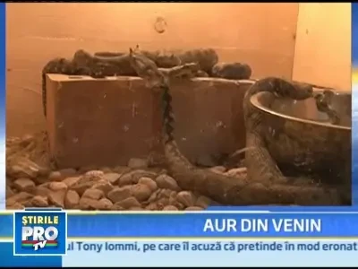 w0106_7_venin_vipera