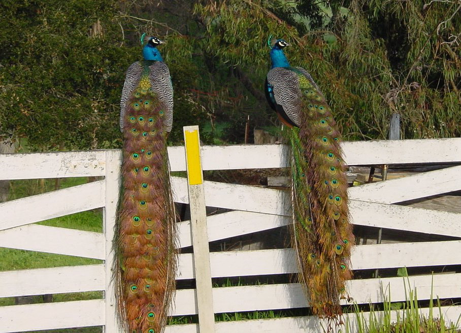 Atacul paunilor: ai putea sa dormi in galagia imperecherii?