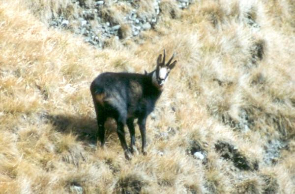 Surpriza. Avem tot mai multe capre negre in masivul Rodnei