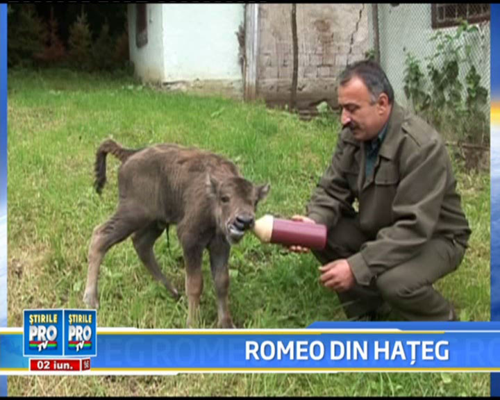 Are doar o zi, peste 25 de kilograme si il cheama Romeo! Ghici ce e