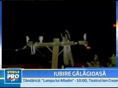 Atacul paunilor: ai putea sa dormi in galagia imperecherii?