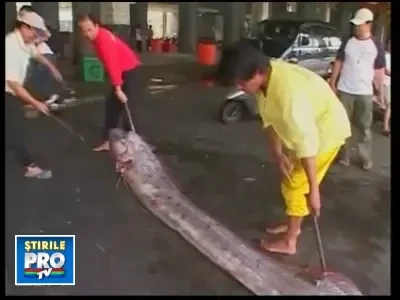 Peste de 5 metri prins in Taiwan! Localnicii cred ca vesteste un cutremur!