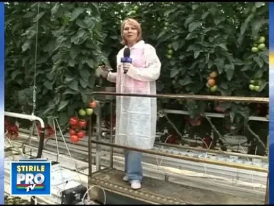 Pipera se intoarce la agricultura! Dar in lux, la standarde occidentale