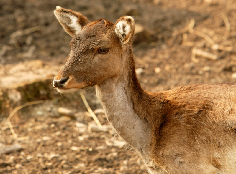 Salvare cu emotii in Marea Baltica: o caprioara a fost luata de valuri