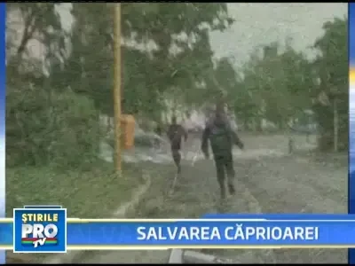 Un caprior ajuns in centrul Brasovului le-a dat batai de cap autoritatilor