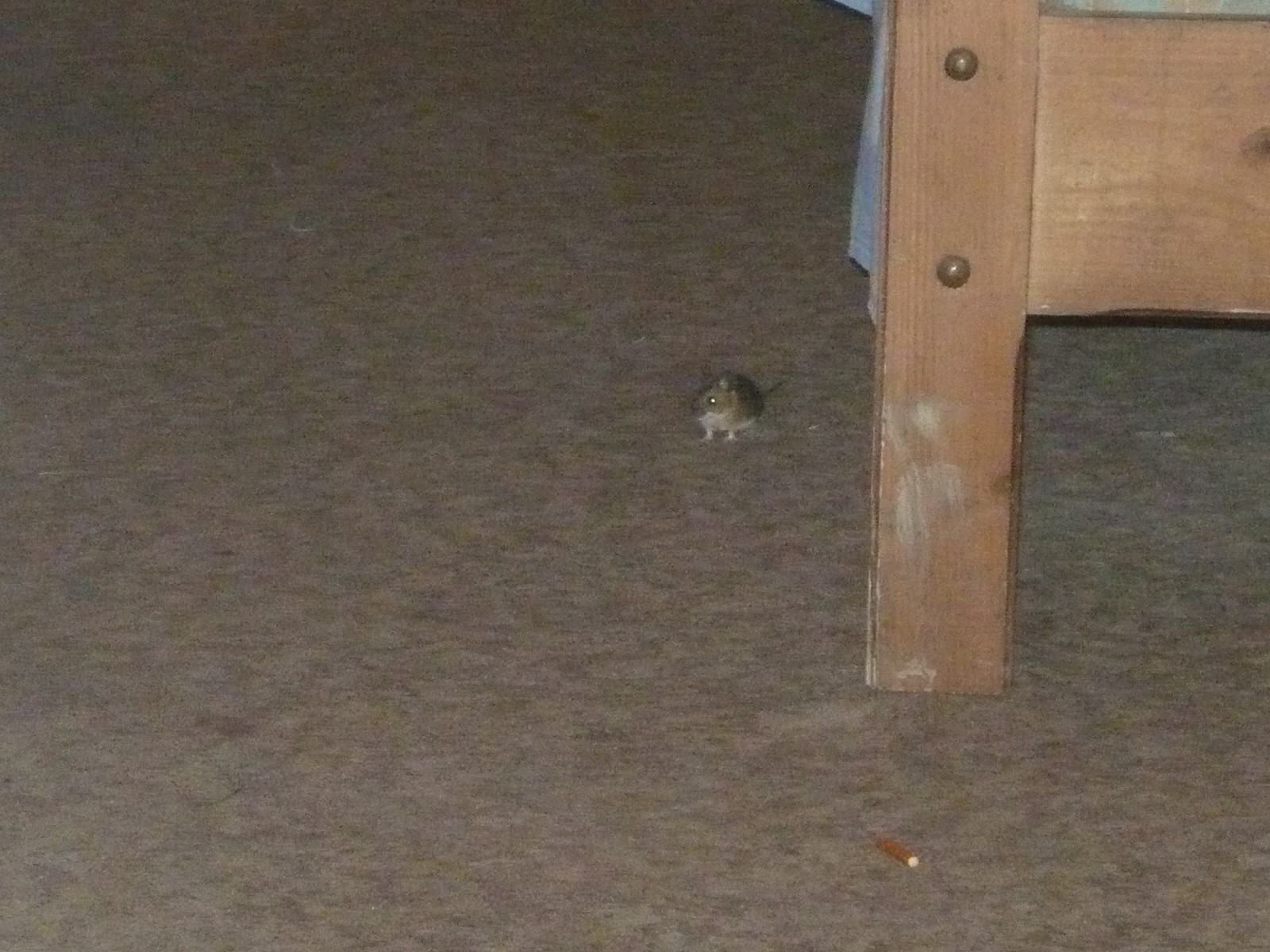 Ce e mic, dragut, dar nu ai vrea sa-l ai in camera de hotel?