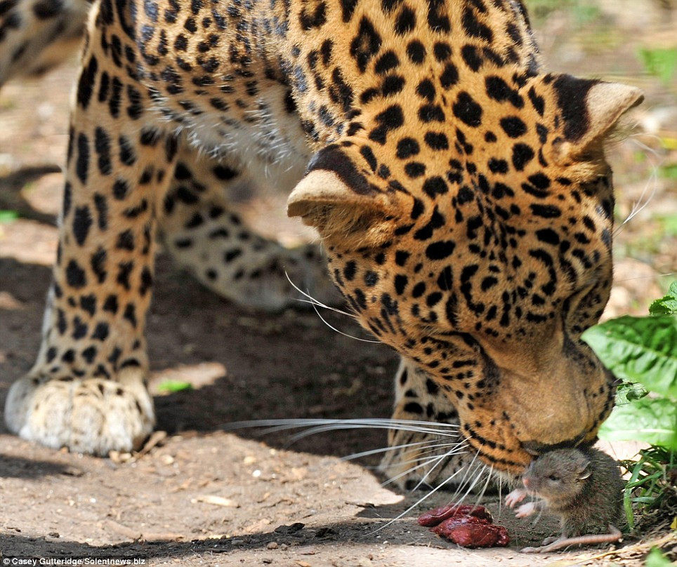 Un leopard ratacit in jungla urbana din India l-a scalpat pe un trecator si l-a ucis pe un al doilea