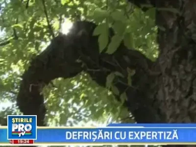 Copacii vechi din Capitala, defrisati numai cu expertiza de la minister